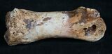 Struthiomimus Toe Bone - Montana #8454-4